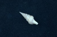 藏品(環珠捲管螺)的圖片